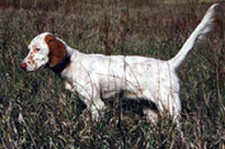 Braco