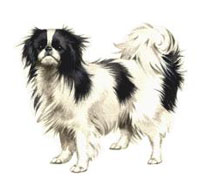 Spaniel