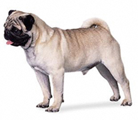 Carlino