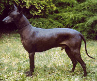 Xoloitzcuintle