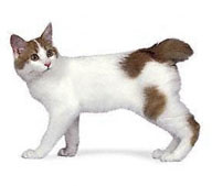 Bobtail