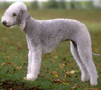 Bedlington