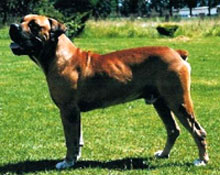 Boerboel
