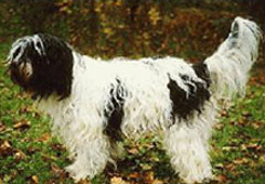 Schapendoes