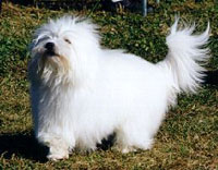 Coton
