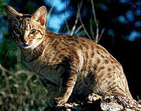 Ocicat