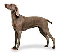 Braco