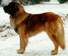 Leonberger