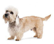 Dandie