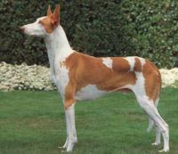Podenco