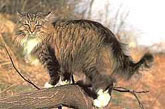Gato