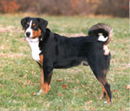 Boyero