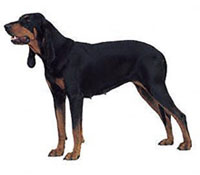 Coonhound