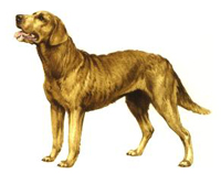 Chesapeake