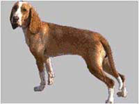 Sabueso