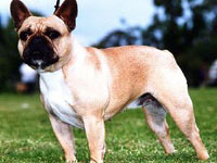 Bulldog