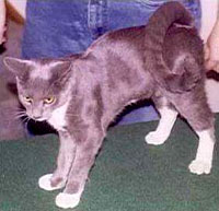 Ringtail