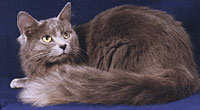 Nebelung