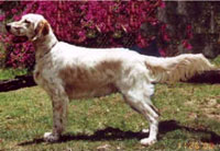 Setter