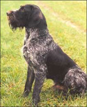 Braco