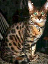Bengal