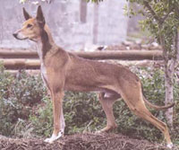 Podenco