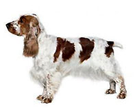 Cocker