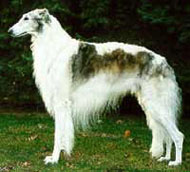 Borzoi